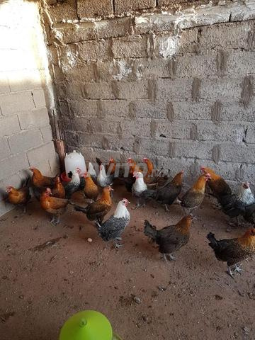 Poulets Fayoumi - 2