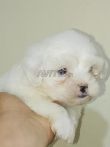 Bichon Maltais nain