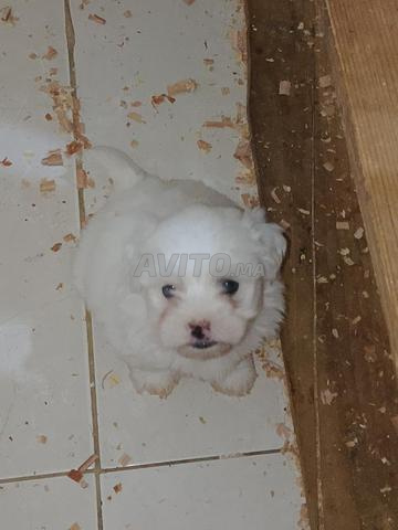 Bichon Maltais nain - 2