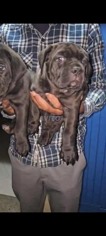 Chiot Cane Corso