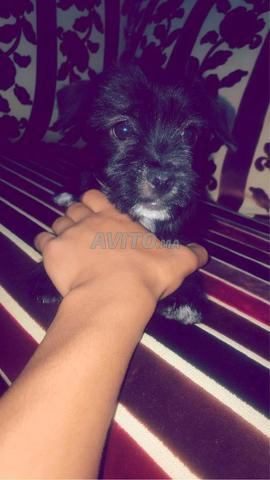 Chiot noir - 2