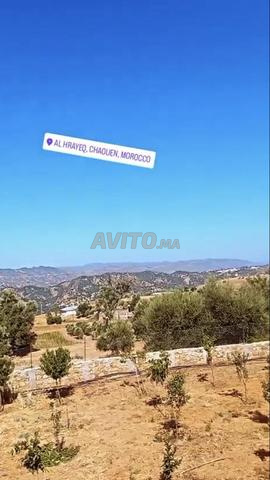Chefchaouen Vivi - 2