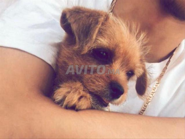Chiot 3 mois - 2