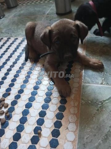 Chiots Malinois - 2