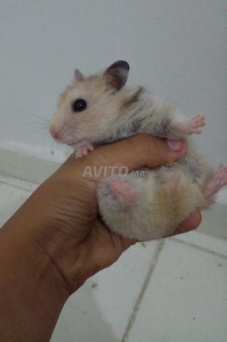هامستر hamster للبيع - 2
