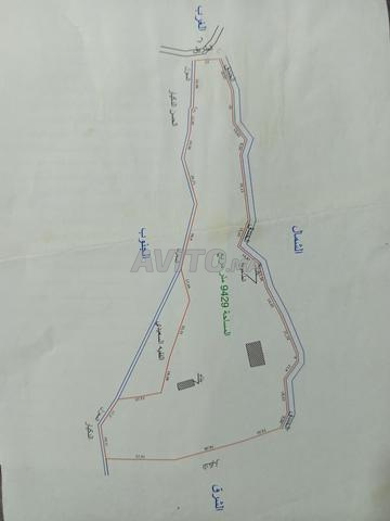 أرض مشجرة ومسجلة في شفشاون - 2