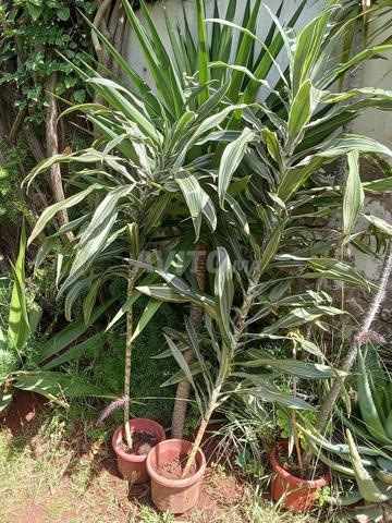 Plantes Naturelles - 2