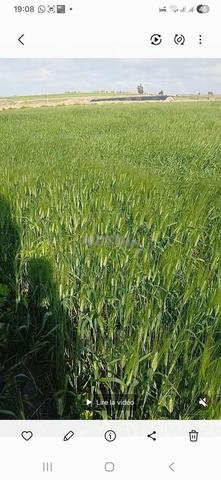 مزرعة بالمنزل والإسطبلات المجهزة - 2