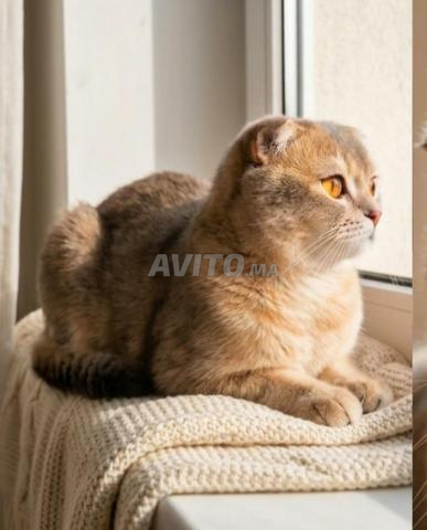 Scottish Fold Lylac Golden - 2