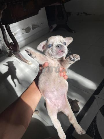Exotic French Bulldog puppies - 2