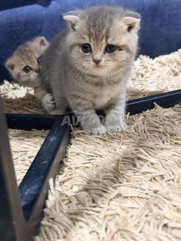 قطط سكوتش رائعة للبيع