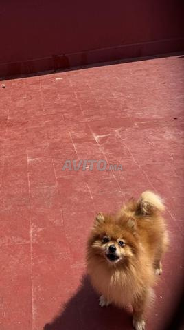 Caniche spitz - 2