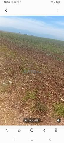 أرض فلاحية مسجلة للبيع - 2