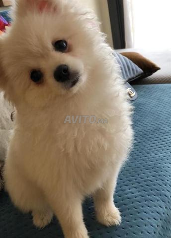 Chien spitz mâle - 2