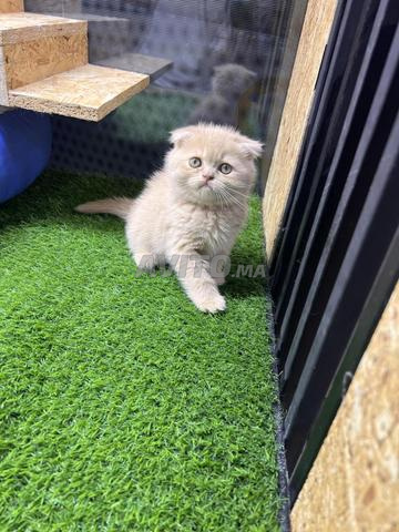 سكوتيش فولد وستريت - 2