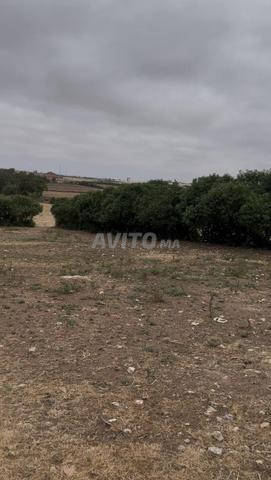 Terrain constructible 1400m2 à Sidi Bounaim - 2