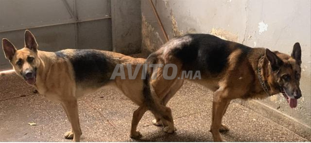 Chiot Berger allemand - 2