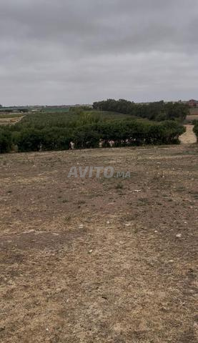 Terrain constructible 1400m2 à Sidi Bounaim