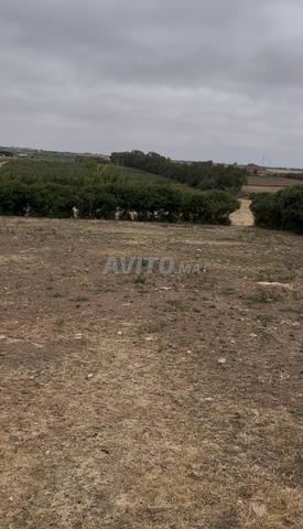 Terrain constructible 1400m2 à Sidi Bounaim - 2