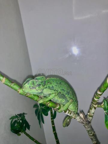 Cameleon casquée - 2