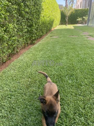 Chien - 2