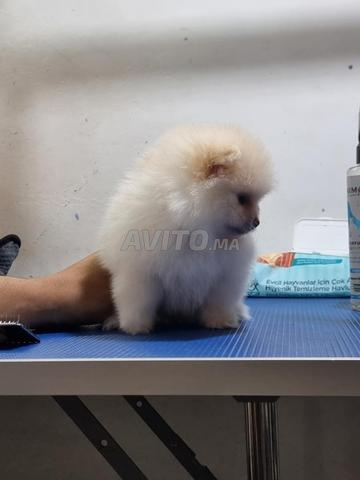 Spitz nain Pomeranian