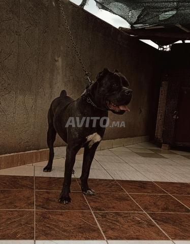 Femelle Cane Corso - 2