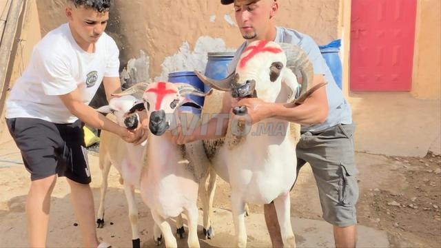 صردي بلدي، لمن يهمه الأمر التواصل مع التاجر محمد