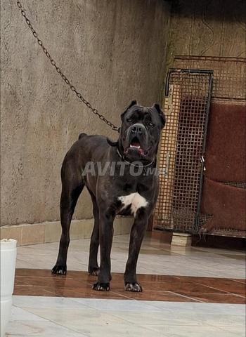 Femelle Cane Corso - 2