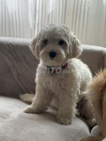 Bichon Havanais - 2