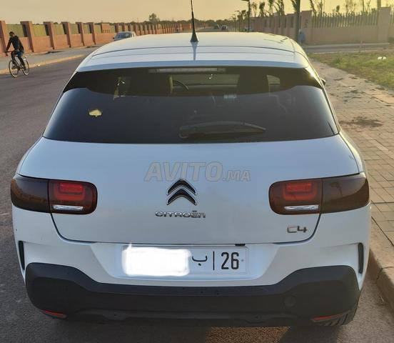 C4 Cactus - 2