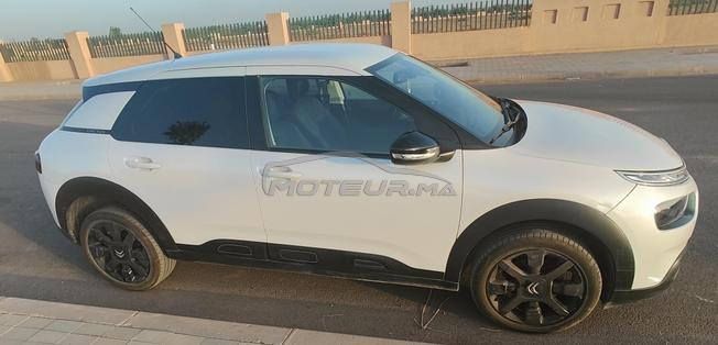 C4 Cactus 