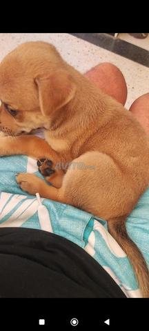 Chien chihuahua - 2