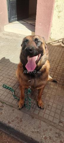 Malinois charbonné pure race pour élevage ou garde - 2