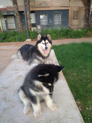 Mâle Malamute - 2