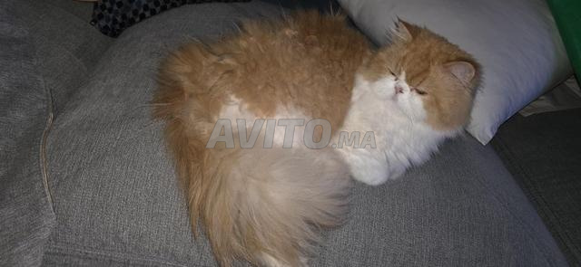 Chat persan chinchilla - 2
