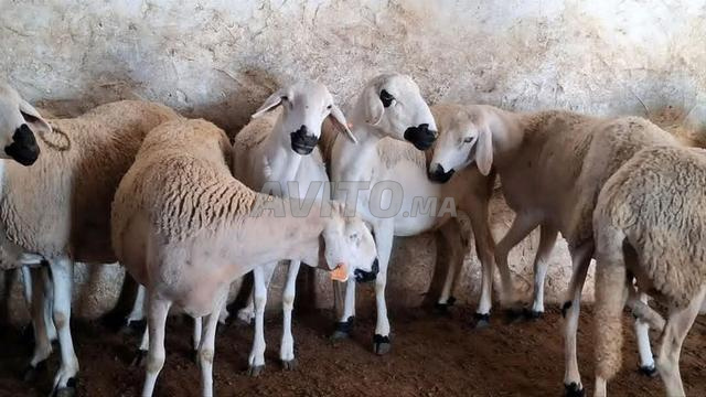 نعجة صردية مليحة للبيع ضارة