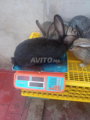 Lapins de différentes races et âges