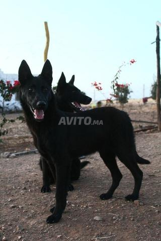 malle berger allemand noire x malinois