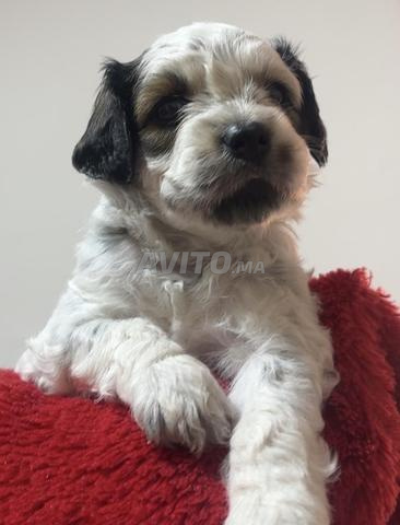 Chiens Bichon âgés de 1 mois