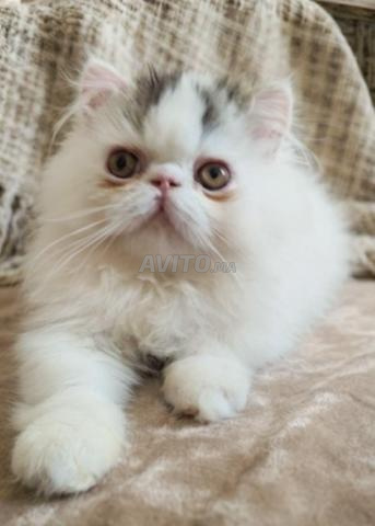 chat persan - 2