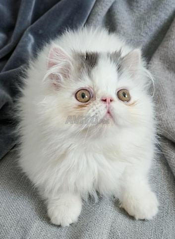 chat persan