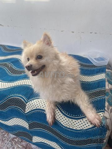 كلب بومرينيان لطيف للبيع 🐩 - 2