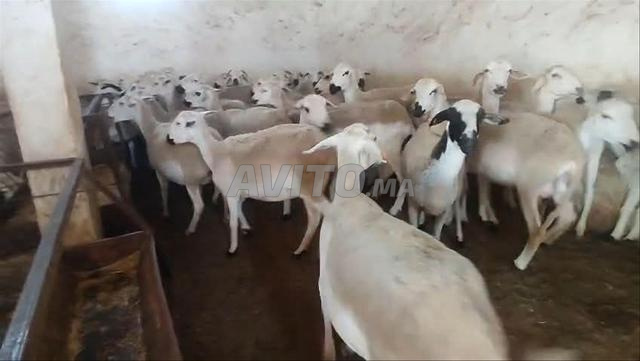 نعجة صردية جيدة للبيع، ضارة