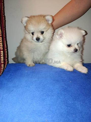 Spitz nain - 2