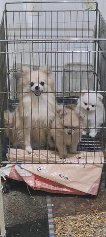 Spitz nain