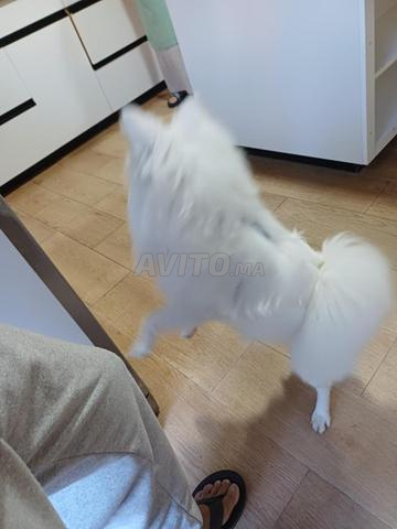 Spitz allemand à adopter - 2