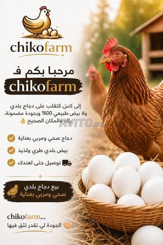 Poulets Fayoumi et Fayoumi Doré