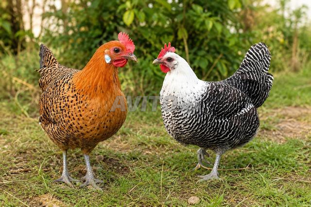 Poulets Fayoumi et Fayoumi Doré - 2