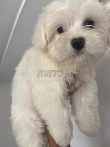 Bichon maltais nain - 2